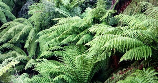 Fern tree to neika 600x315