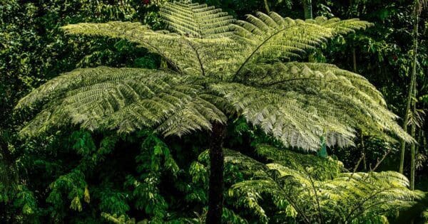 Hikes Fern tree to the springs loop 600x315