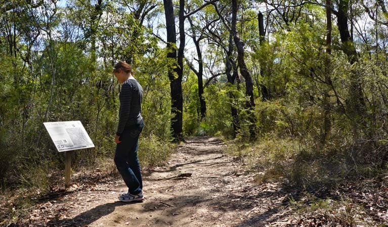 Jack Evans Walking Track (2.6km) Jack evans walking track trail hiking australia