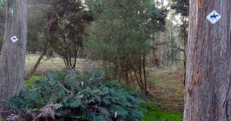 Nierinna creek track 768x403