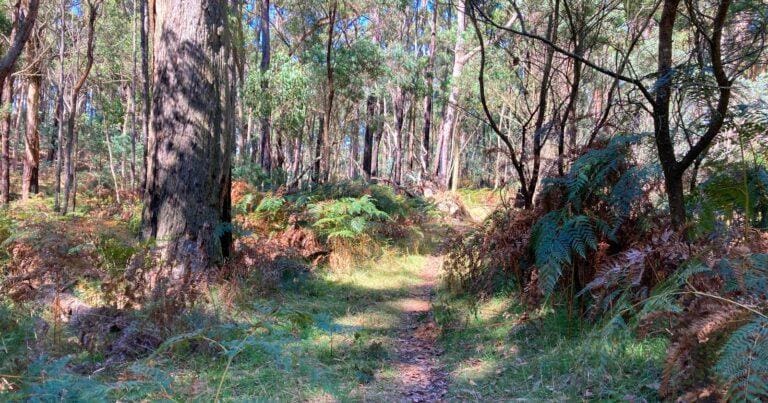 Walks and hikes near melbourne