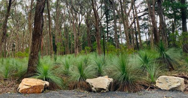 Dementia friendly trail forest woowookarung 600x315