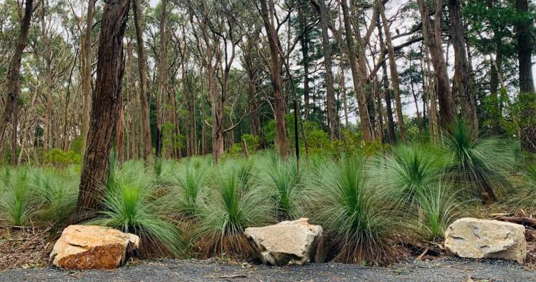 Dementia-friendly Forest and Sensory Trail (2.5km) Dementia friendly trail forest woowookarung 768x404