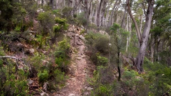 Mount Imlay Summit Walking Track (6km) Mount imlay summit walking track (6km)