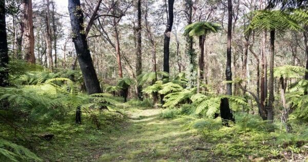 Hikes Carabeen walk 600x316