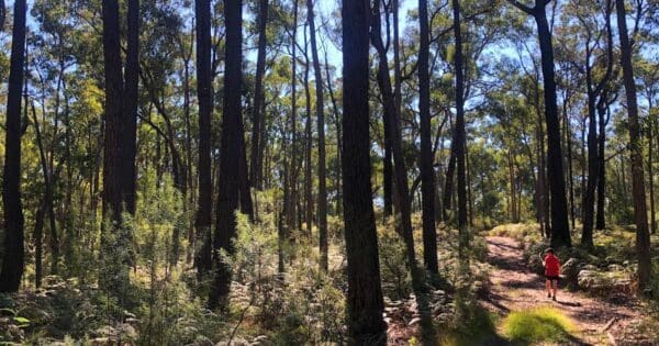 Hikes Discovery trail oak track circuit 600x315