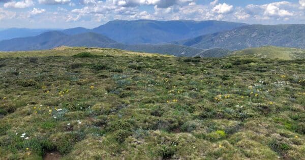 Hikes Feathertop and highplains circuit 600x315