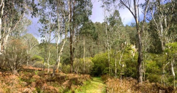 Mooraback walking track 600x315