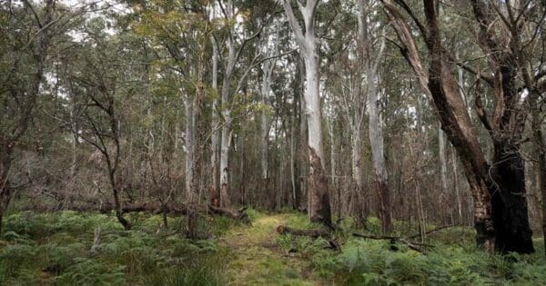 Hikes Platypus pool walking track 600x315