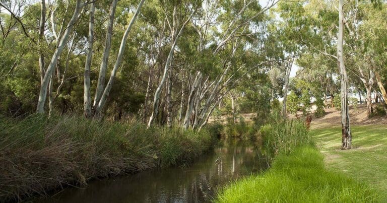 River torrens linear trail