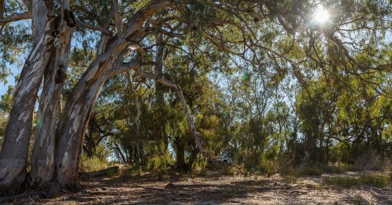 Woodlands Walk (7.5km) Woodlands walk 768x403