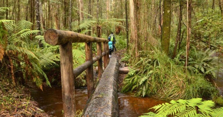 Upper yarra walking track