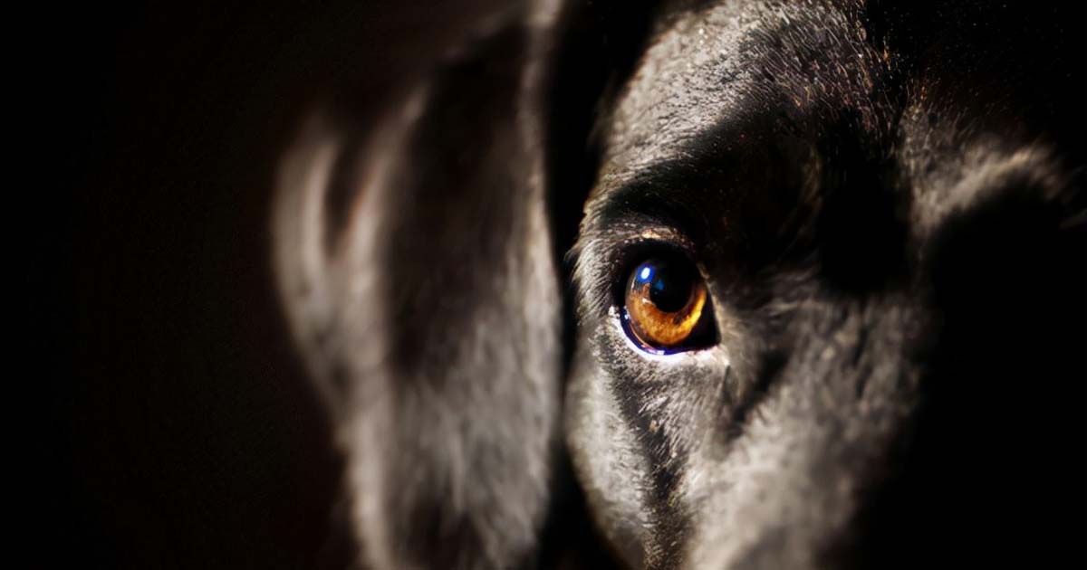 About Darren Edwards Black dog of depression