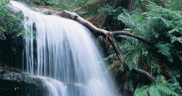 Two Mile Circuit Walk (2.4km) Ferntree falls nature walk 600x315