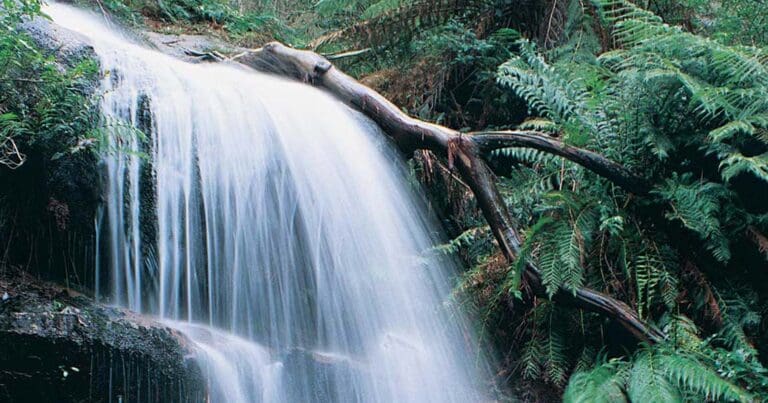 Ferntree falls nature walk 768x403