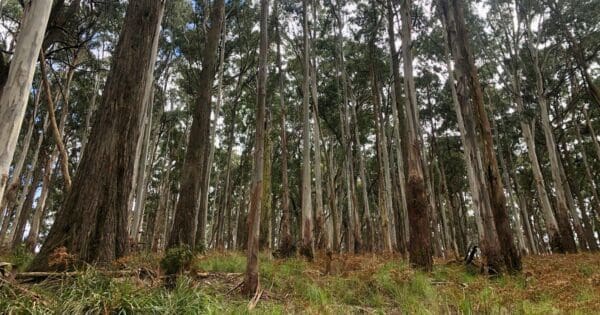 Two Mile Circuit Walk (2.4km) Middle creek walk 600x315
