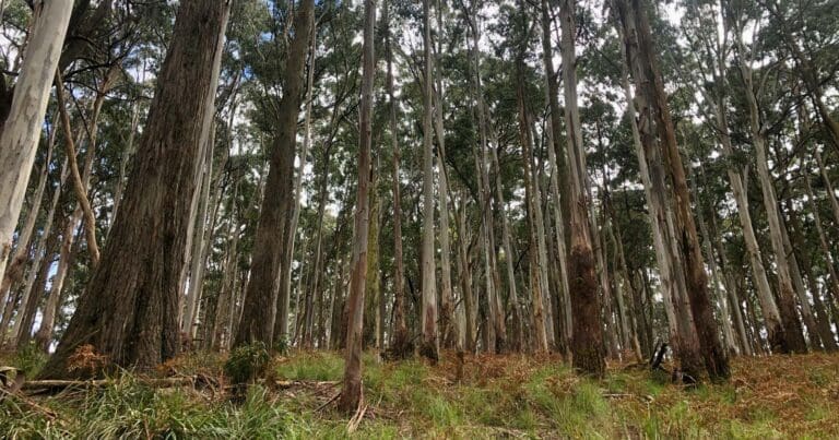 Middle creek walk 768x403