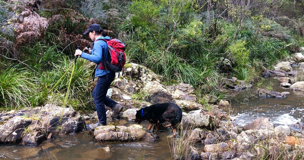 Hiking with your dog