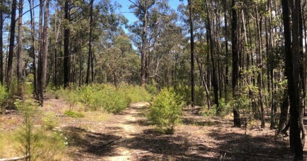 The Entrance Walk (5.5km) Discovery trail and clayhill track circuit 600x315