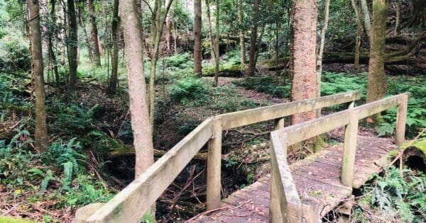 The Entrance Walk (5.5km) Marsdenia rainforest walk 600x315