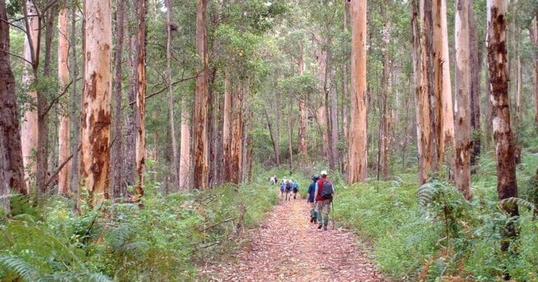 The bibbulmun track: the long walk western australia built twice