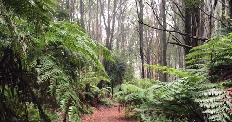 Dandenong ranges circuit 768x404