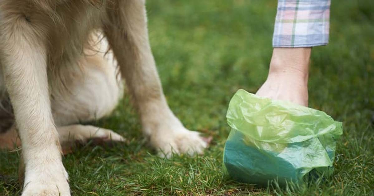 How to go to the toilet on a hike Dealing with dog's poop