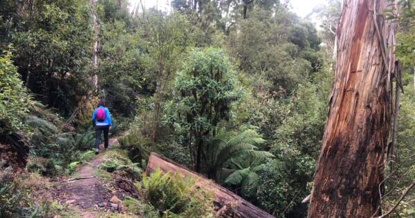 Ruths Gully Circuit Hike (17km) Lerderderg heritage river walk 600x315