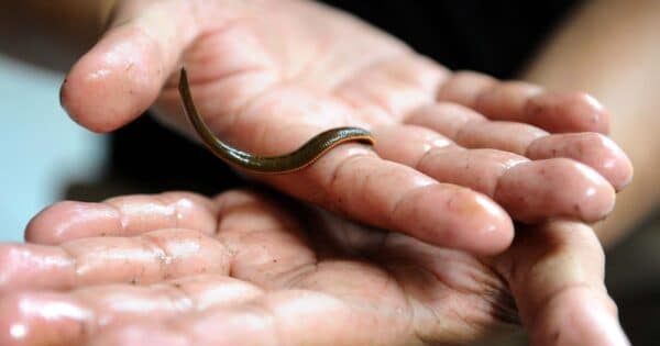 How to remove leeches