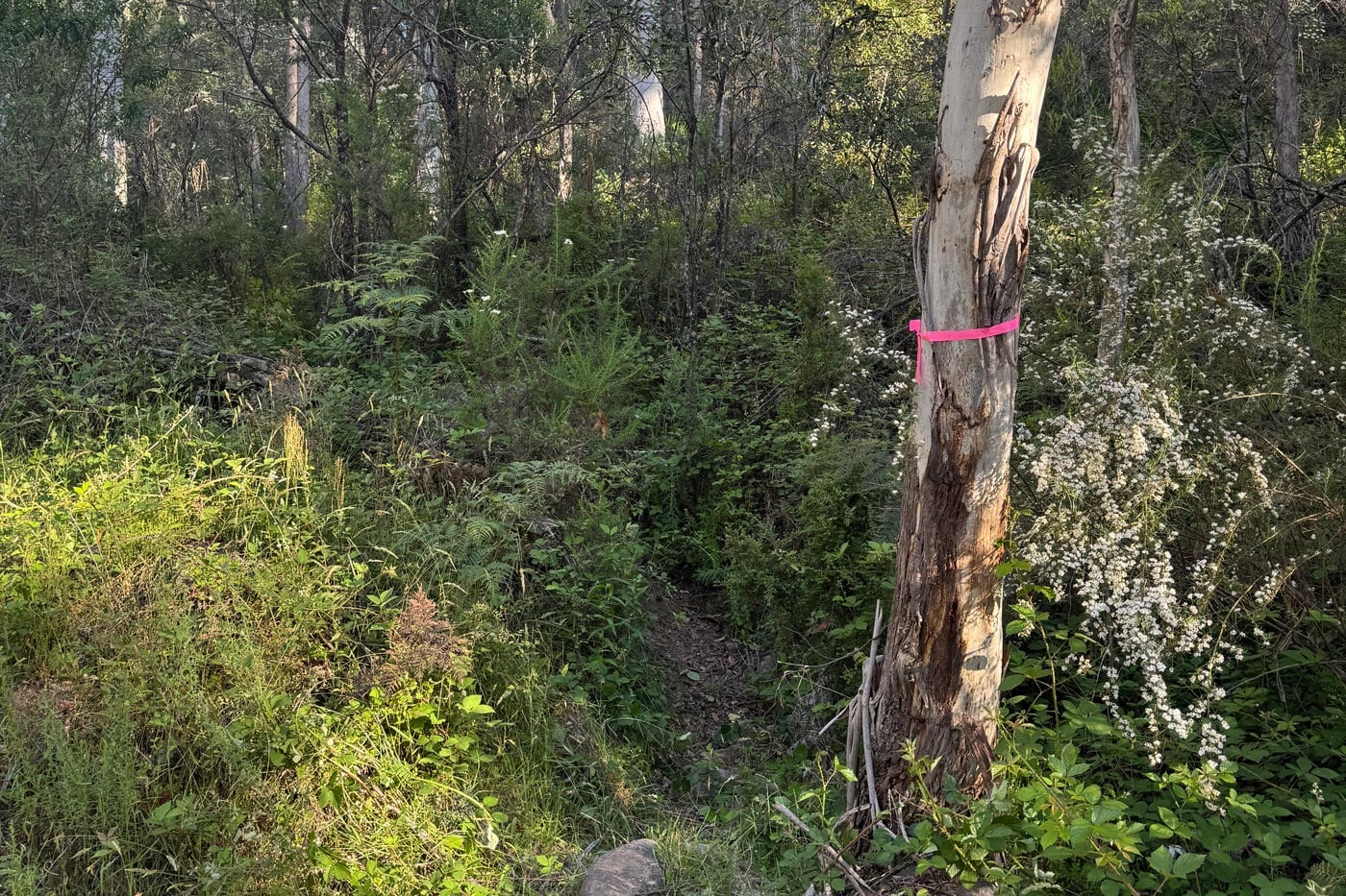 Pink ribbon tied to tree marking faint bush track