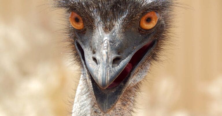 Chased by an emu: a wild hiking encounter