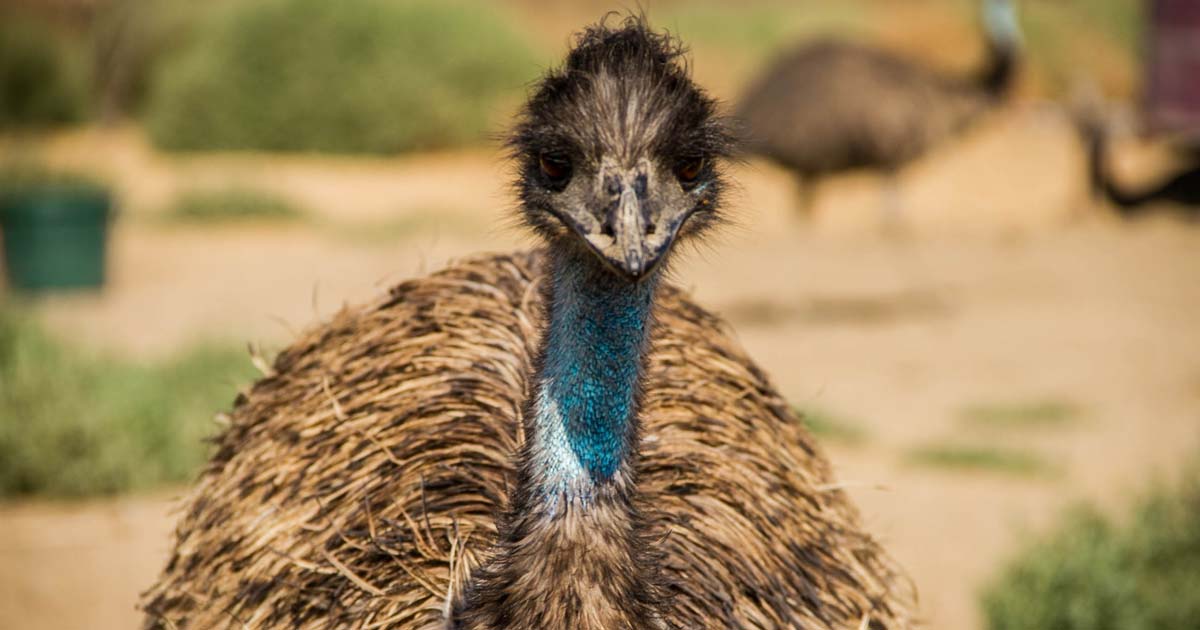 Australian emu