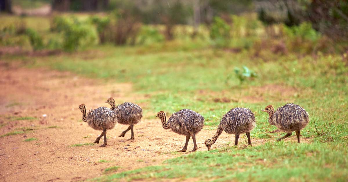 Australian emu