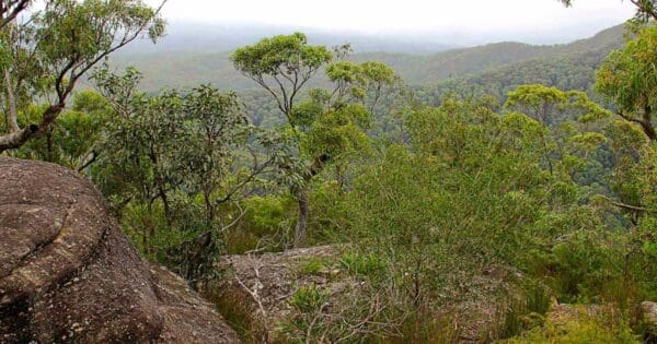 Pigeon House Mountain Didthul Walking Track Pigeon house mountain didthul walking track