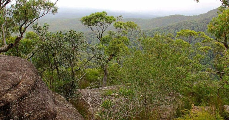 Pigeon House Mountain Didthul Walking Track Pigeon house mountain didthul walking track