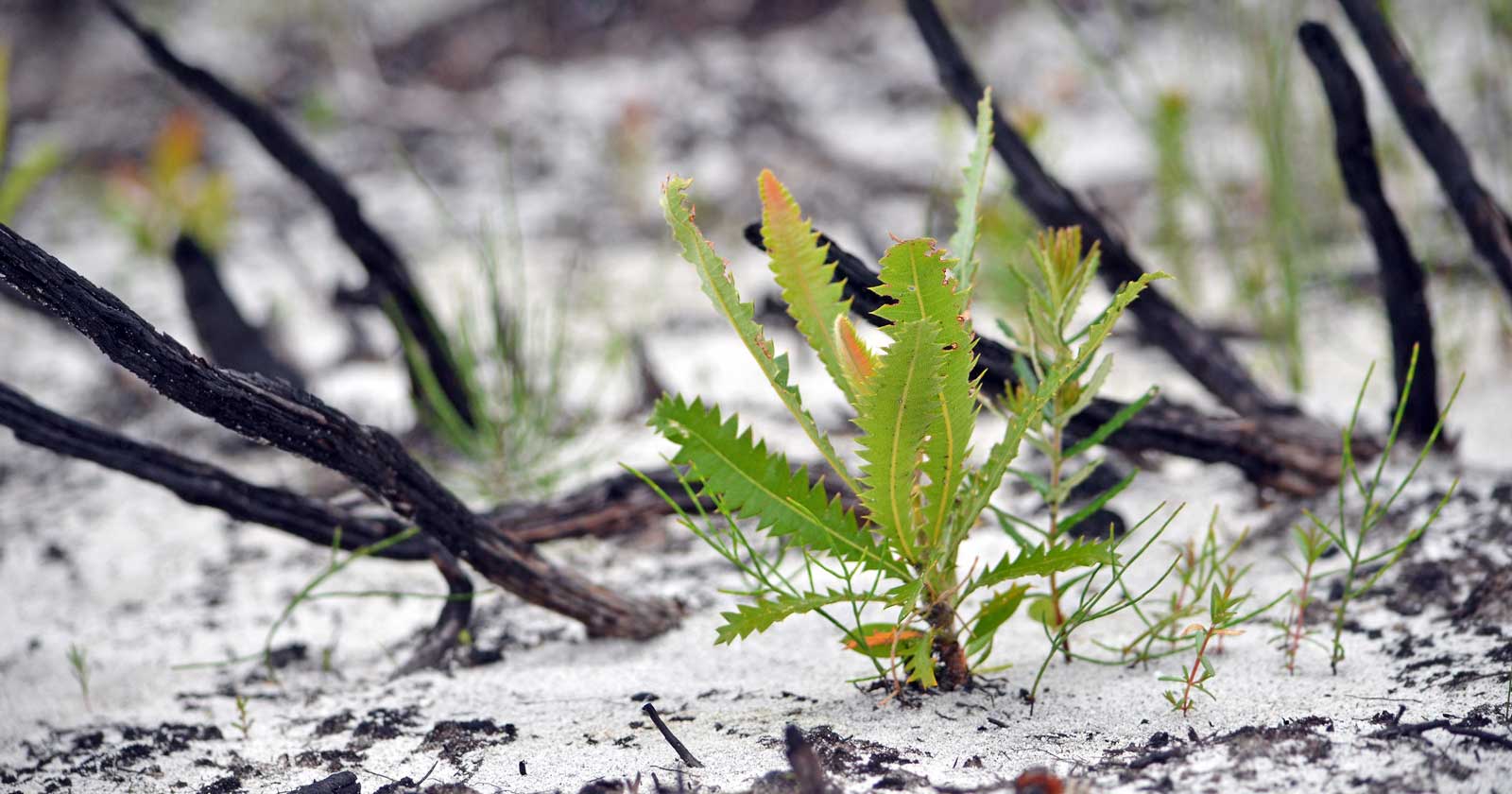 Avoiding areas after a bushfire