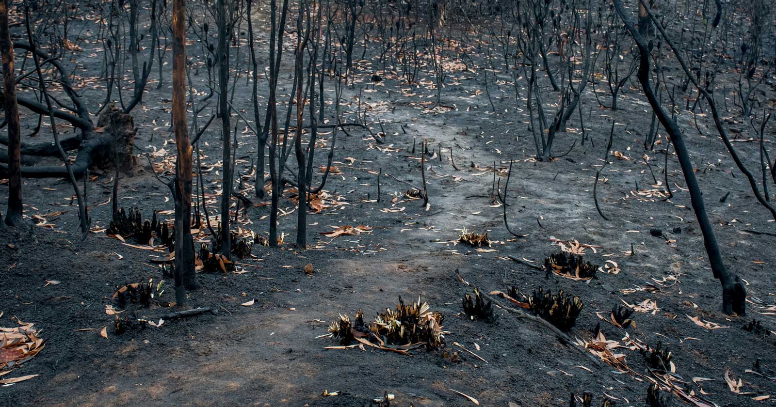 Bushfire awareness and safety for hikers