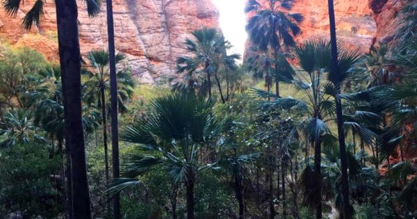 Mini Palms Gorge Trail Mini palms gorge trail