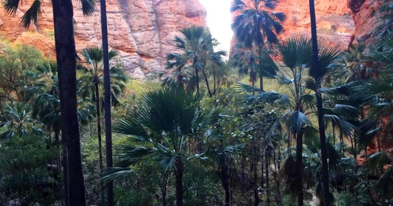 Mini Palms Gorge Trail Mini palms gorge trail