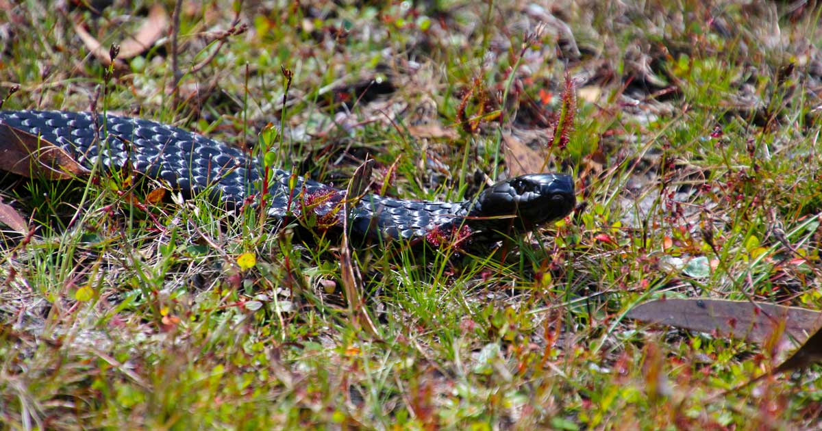 Black tiger snake australia