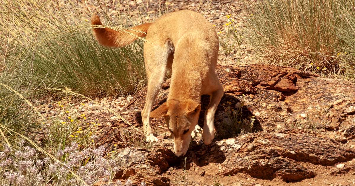 Dingo searching for food australia