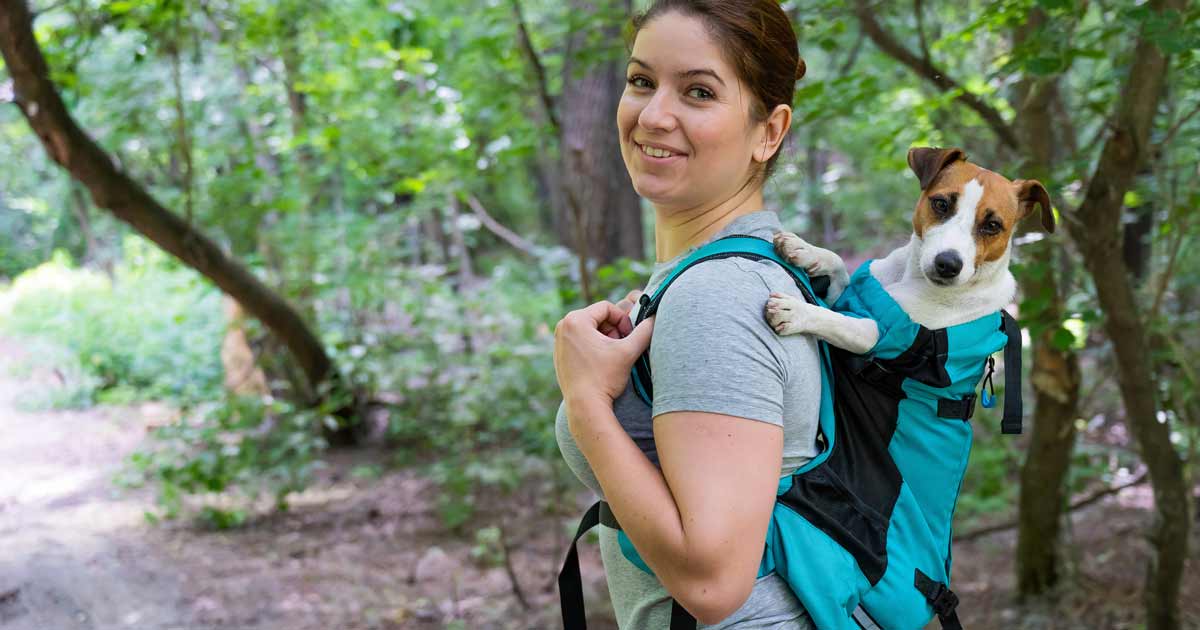A beginner's guide to hiking with your dog Jack russell terrier in a backpack