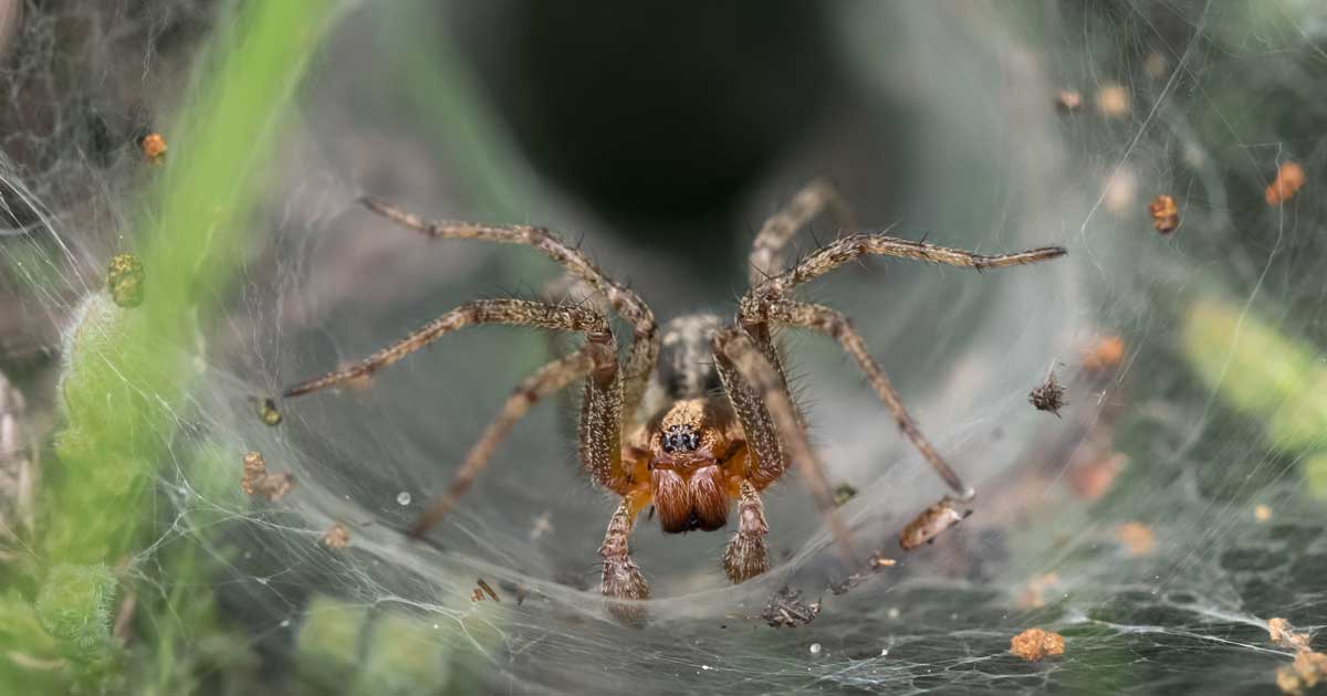 Labyrinth or funnel-web spider