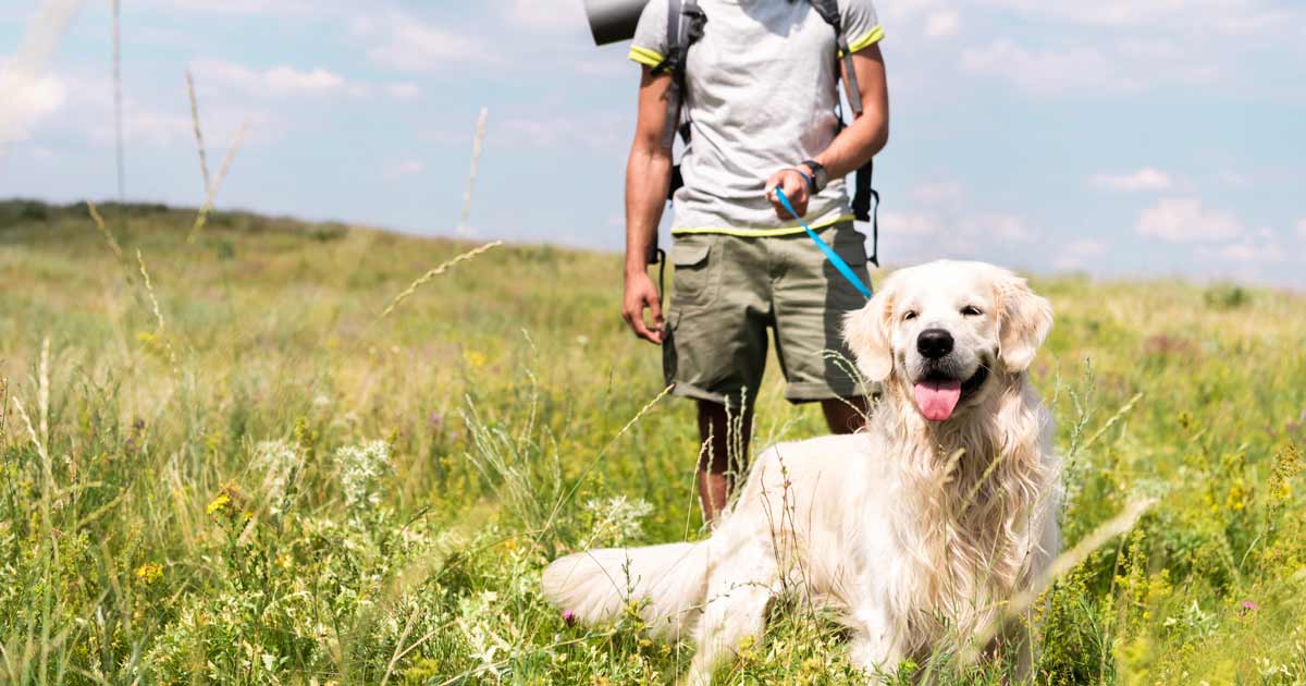 A beginner's guide to hiking with your dog Male hiker walking with golden retriever dog