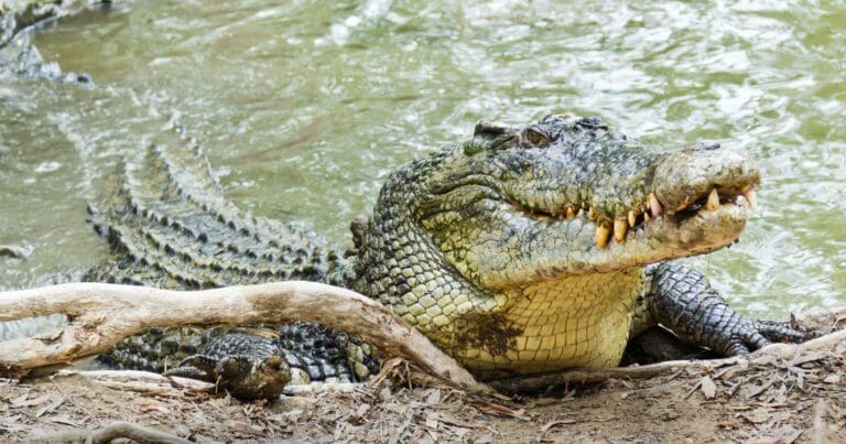 Saltwater crocodile in australia