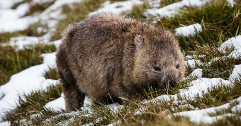 Wombat foraging in the snow tasmania