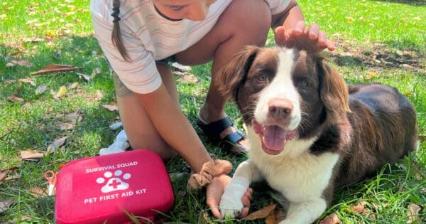 Guide to hiking with your dog