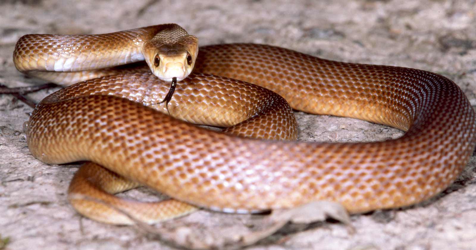 Australia's Top 3 Venomous Snakes: A Hiker's Guide Australian coastal taipan