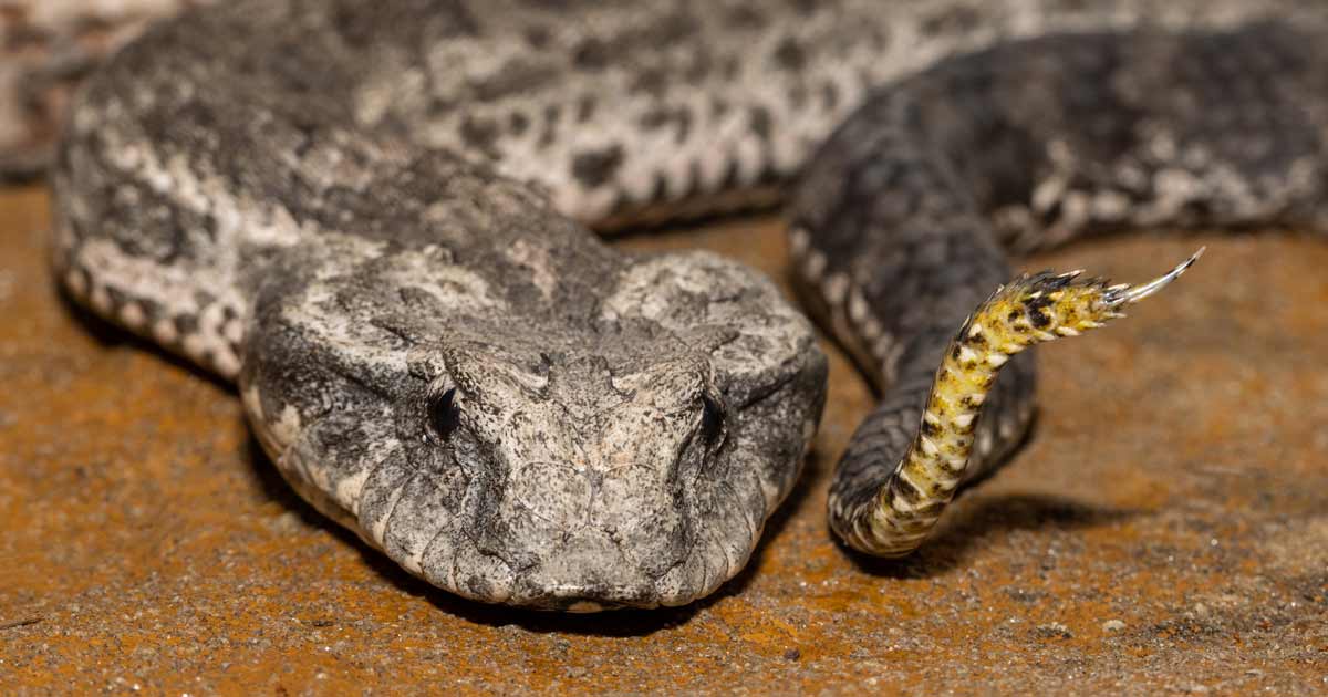 Australia's Top 3 Venomous Snakes: A Hiker's Guide Death adder