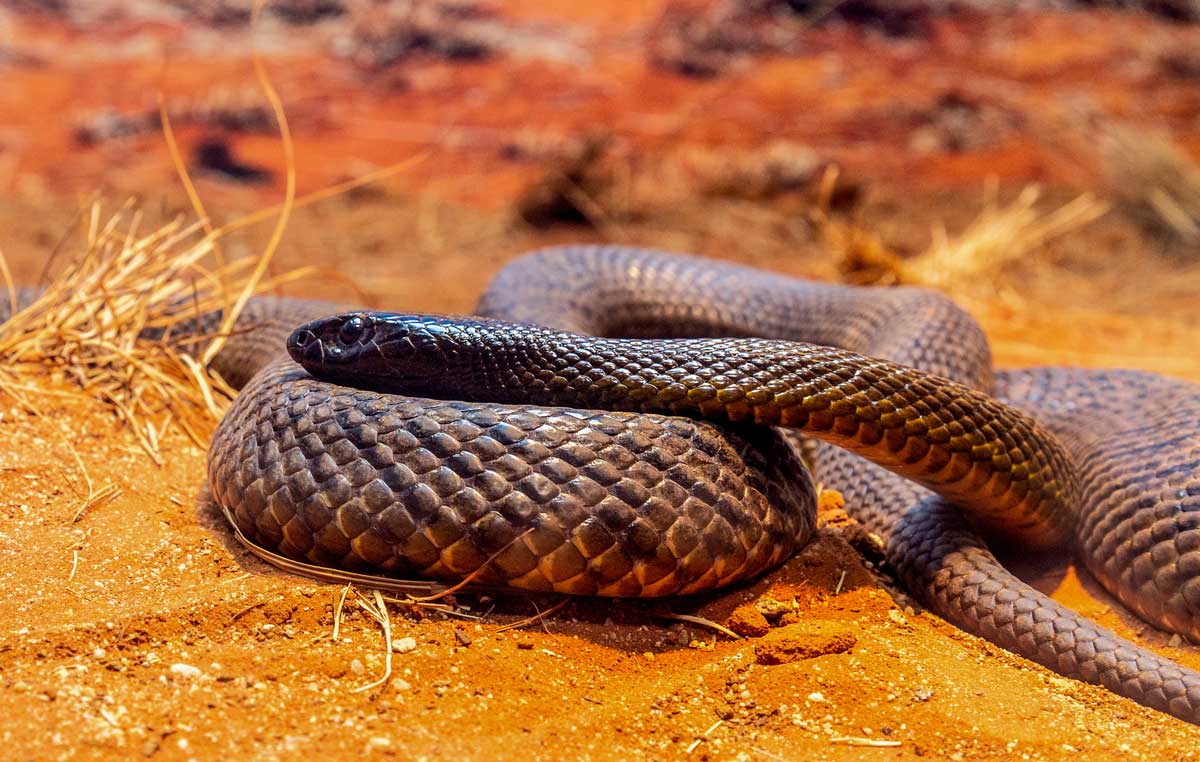 Australia's Top 3 Venomous Snakes: A Hiker's Guide Eastern brown snake (pseudonaja textilis)